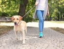 В Челнах установят урны для собачьих экскрементов 