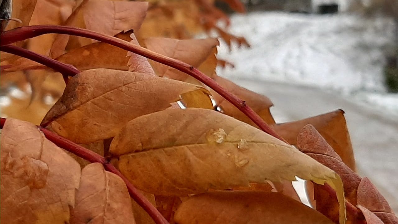 Главная картинка новости: Теплая погода уходит, на смену солнечным дням – похолодание до -10° С