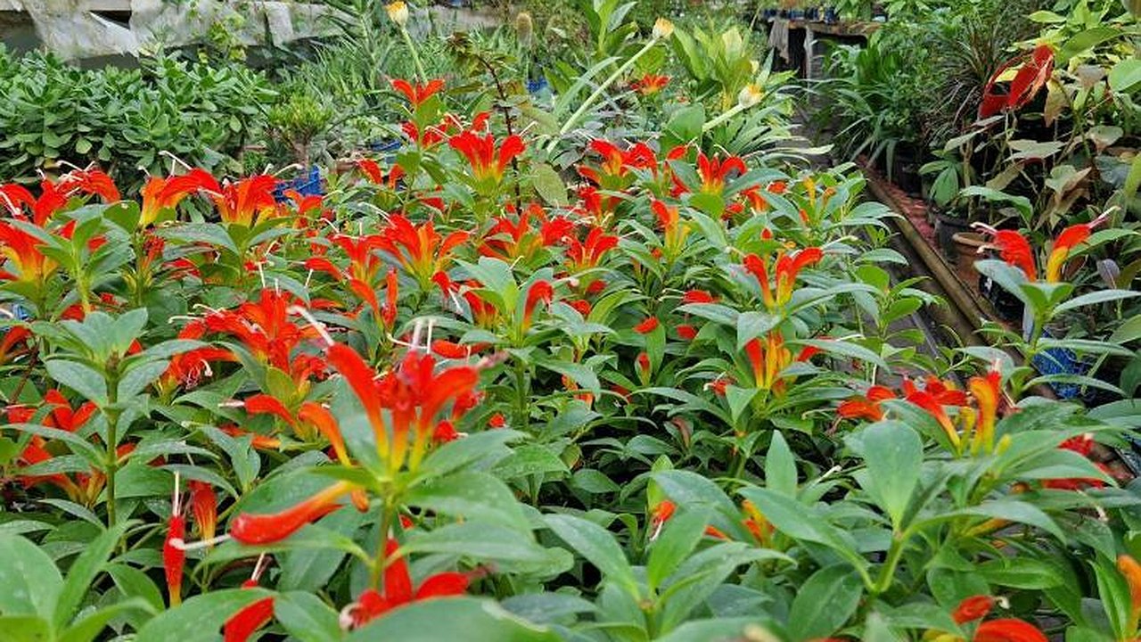 Главная картинка новости: В теплицах готовят к посадке на клумбах Челнов более полумиллиона саженцев цветов