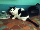 "6 лет, кастрат, привит": кота с запиской и вещами выгнали из дома