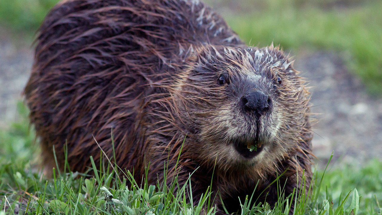 Главная картинка новости: В Челнах идет «война» между садоводами и бобрами