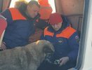 Ледяной плен: в Татарстане спасатели ищут хозяев для спасенной собаки