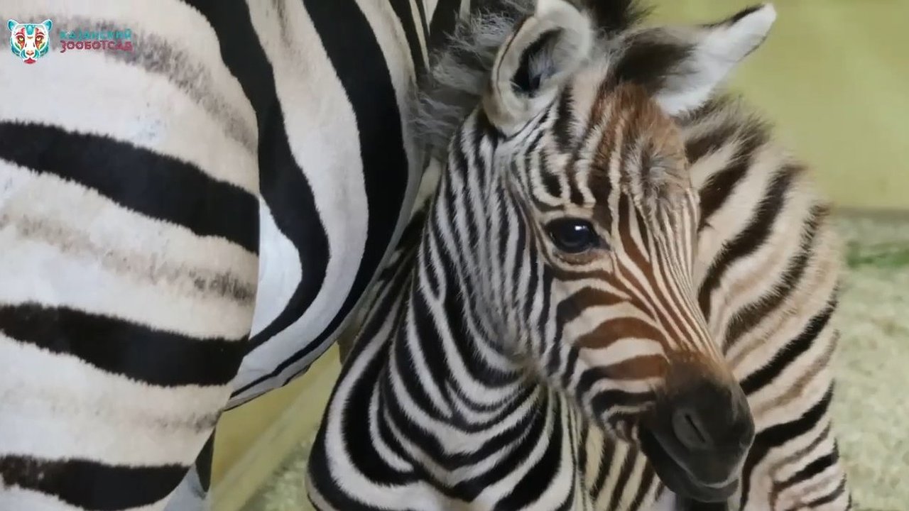 Главная картинка новости: Семья зебр в зооботсаду Казани обзавелась потомством (видео)