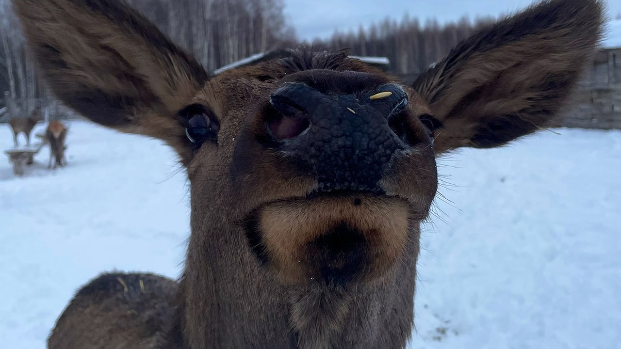 Главная картинка новости: В экопарке в Татарстане разводят и выпускают на волю оленей
