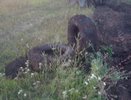 Очередная отписка: экологи сообщили, что утилизировали свалку около Челнов