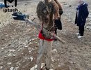 На Камском Устье появились пугала из человеческих останков