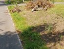 «Беспорядок, мусор лежит, сухие ветки повсюду»