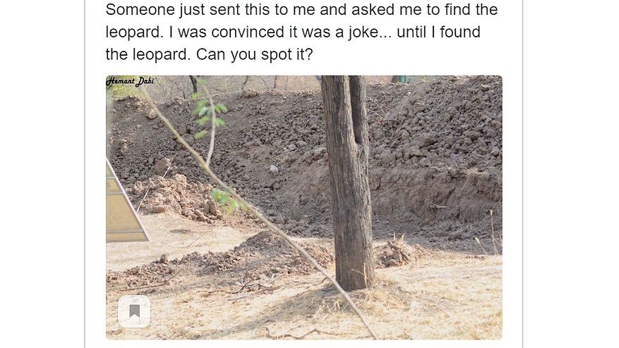 Главная картинка новости: А вам удастся здесь увидеть невидимого леопарда?