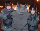 Следствие потеряло кота, который мог носить наркотики в  тюрьму. Он был главным вещдоком