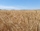 Тукаевский район вошел в десятку районов РТ по уборке зерновых