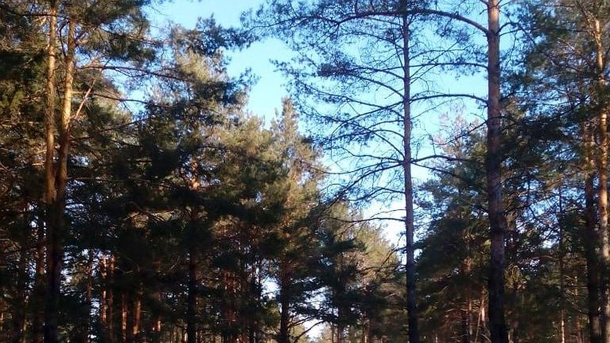 Главная картинка новости: Парки и скверы Набережных Челнов