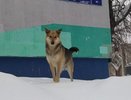В Челнах ко Дню кошек объявлен сбор кормов для животных