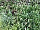 В Татарстане начали просыпаться сурки