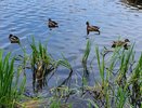 Под Нижнекамском пересчитали уток и лысух