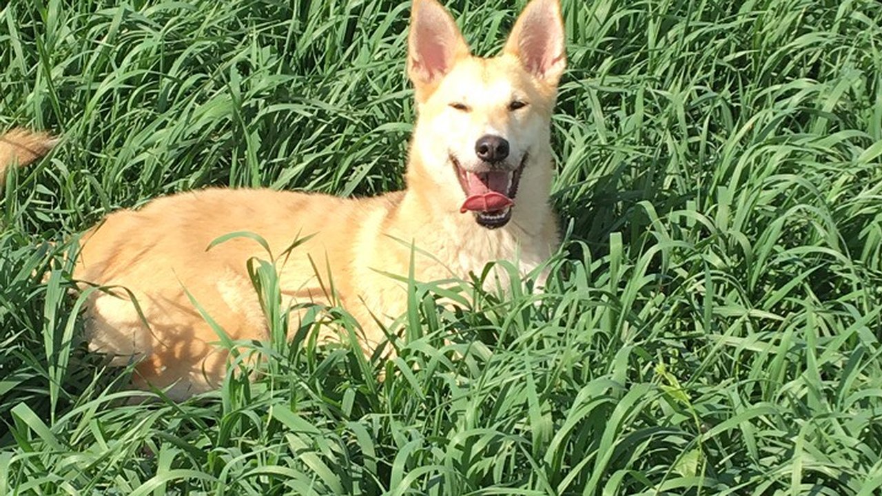 Главная картинка новости: Шанс на новую семью: собаки в челнинском приюте