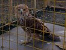 В Татарстане спасли краснокнижного орлана