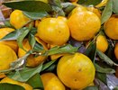 Продуктовая корзина на Новый год для двоих обойдется в 7 тыс. рублей
