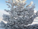 В «меню» у погоды - небольшой снег и слабая метель