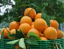 Диетолог назвала продукты, полезные для нервной системы