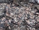 Причастным к массовой гибели рыбы в Тукаевском районе грозит уголовка
