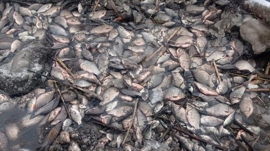 Главная картинка новости: Причастным к массовой гибели рыбы в Тукаевском районе грозит уголовка