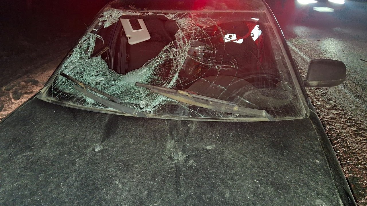 Главная картинка новости: Под Нижнекамском сбили лося – в ДТП пострадал человек