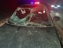 Под Нижнекамском сбили лося – в ДТП пострадал человек