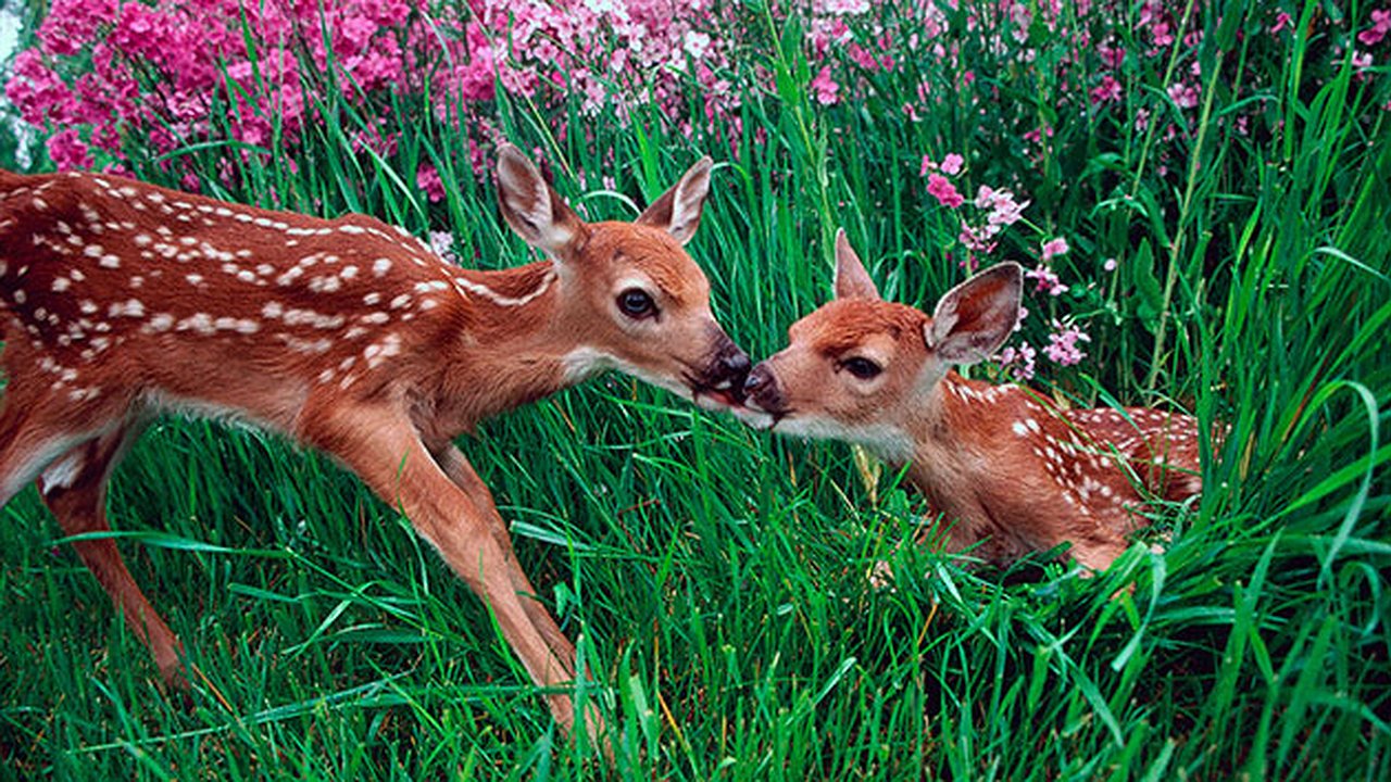 Главная картинка новости: Новые детеныши в «Тулпаре»