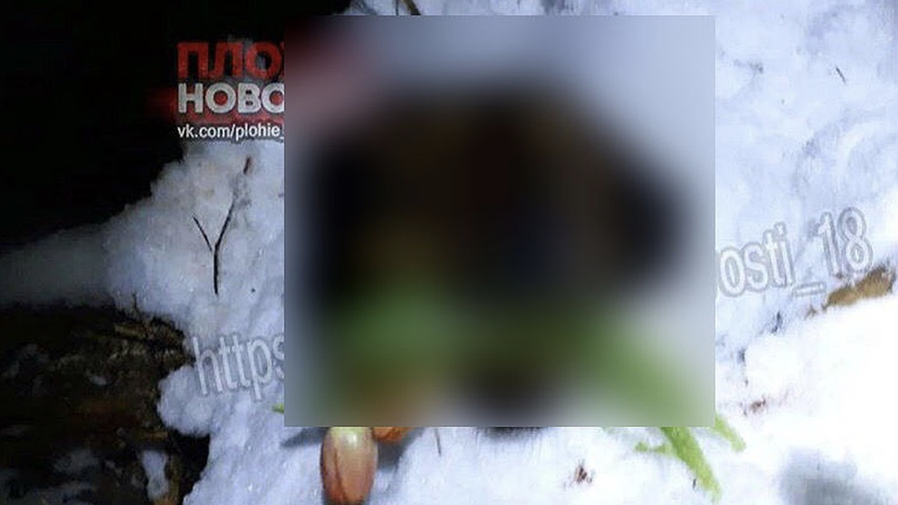 Главная картинка новости: В Татарстане живодеры сделали шокирующие фотографии к 8 марта