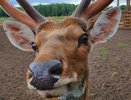 В Челнах спасли упавшего в колодец косуленка