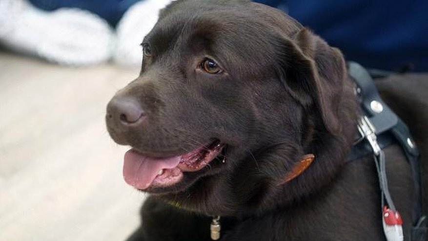 Главная картинка новости: Собаки-проводники со всей республики приглашают челнинцев