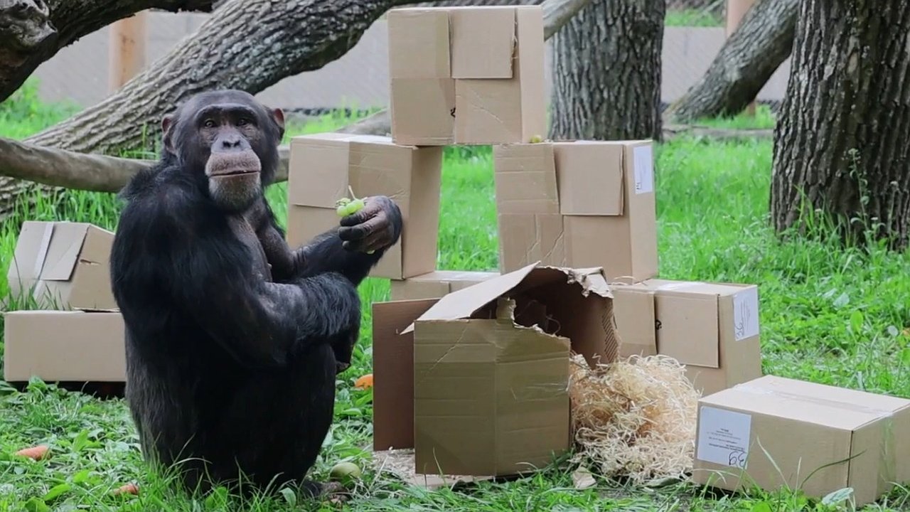 Главная картинка новости: Шимпанзе Малик из Казанского зооботсада отметил свое 18-летие (видео)