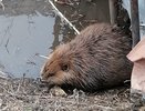 В Татарстане бобер забрел в нежилой дом 