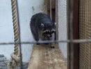 Клетки с комфортом и ОСАГО на день: что изменится в марте