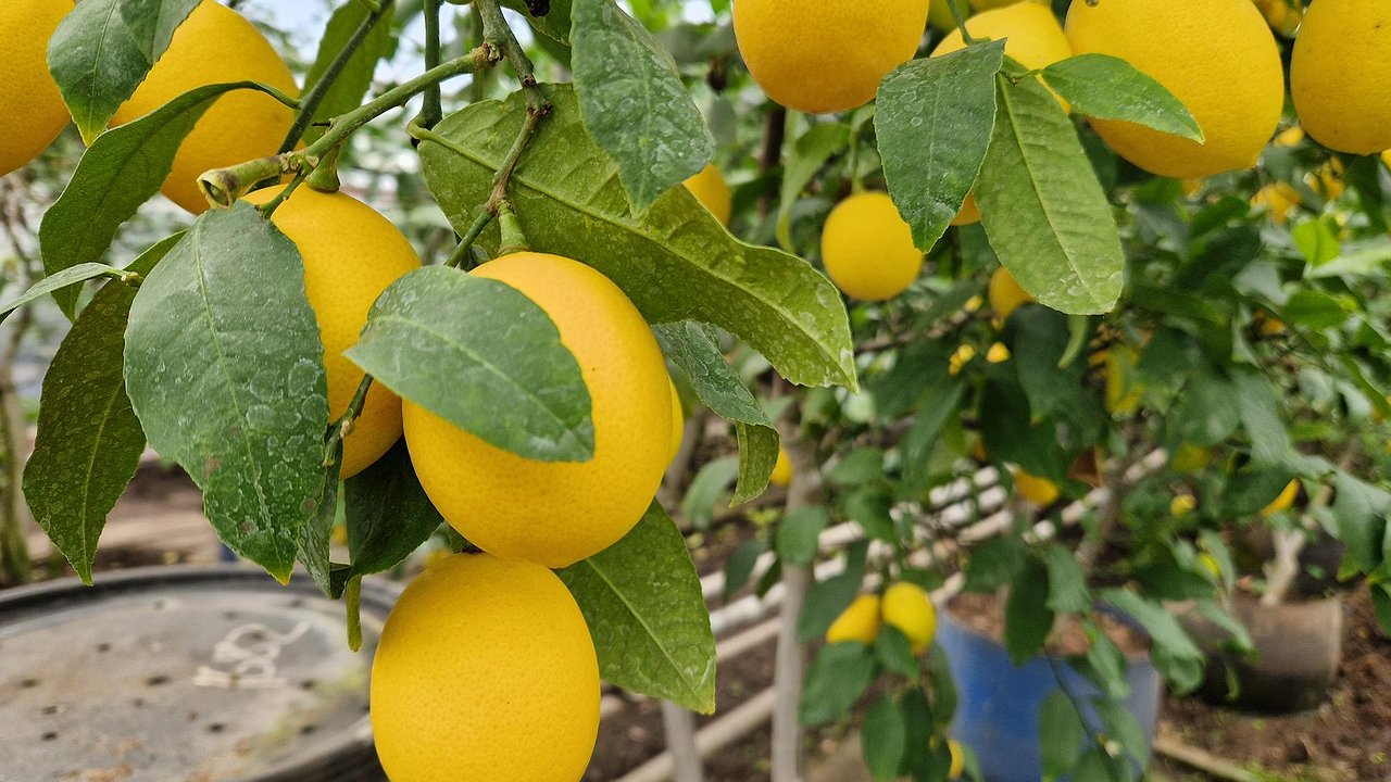 Главная картинка новости: Лимонный рай: как в теплице КБК им. Титова более 30 лет выращивают цитрусовые
