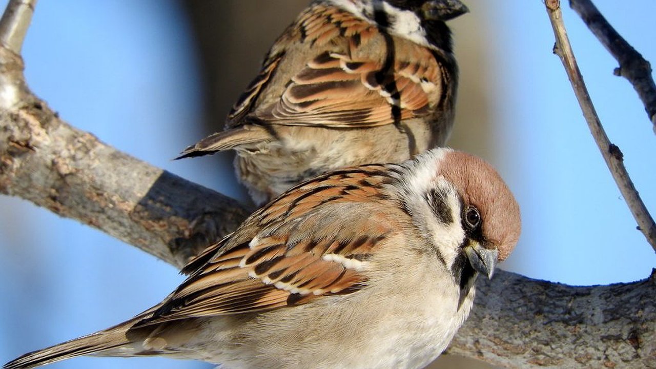 Главная картинка новости: Куда делись? В Казани почти не осталось воробьев