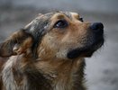 Каждый пятый татарстанец выступает за отстрел бродячих собак