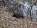 На завод в Нижнекамске забрел бобр (видео)