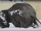 Слон Филимон из зооботсада в Казани встретил снегопад, валяясь в сугробах (видео)