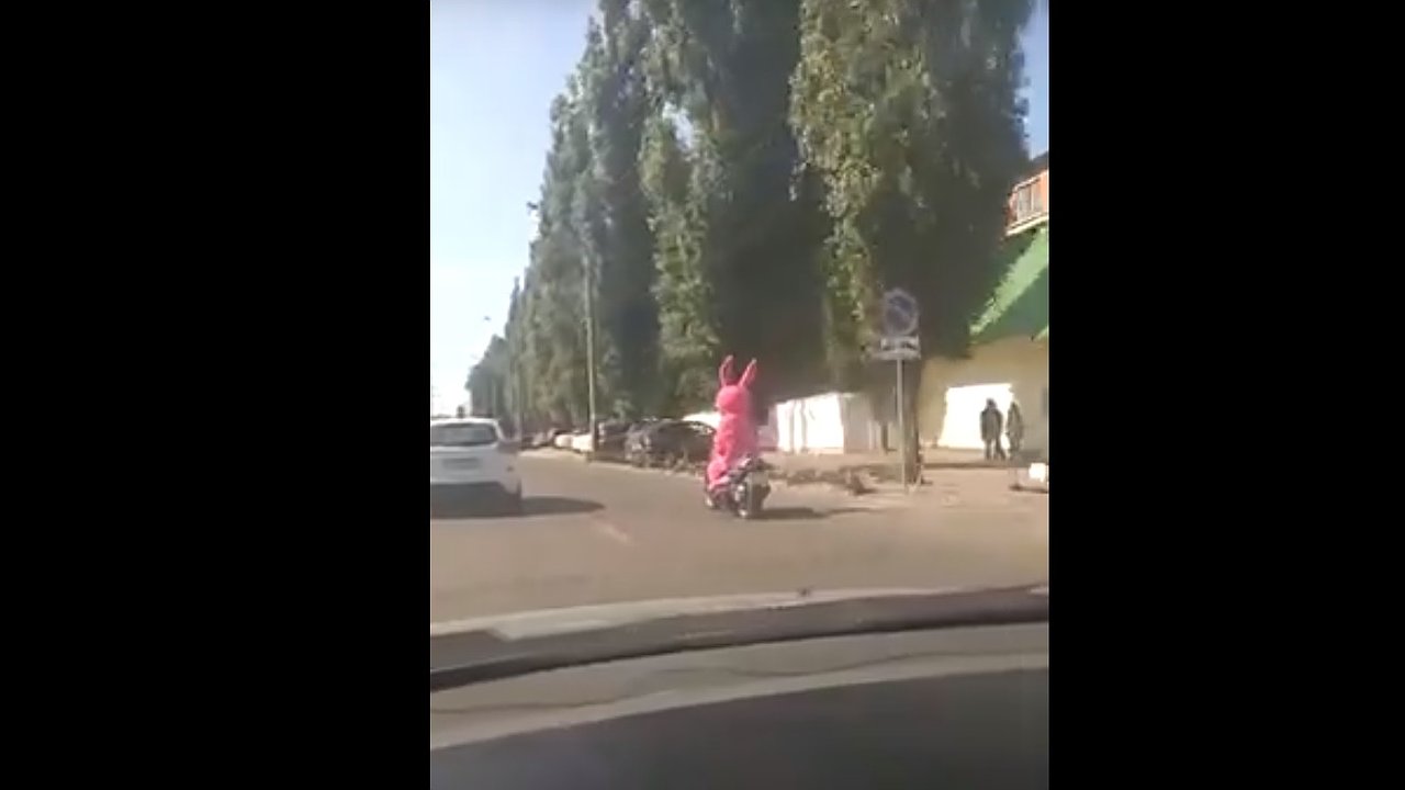 Главная картинка новости: Розовый заяц из секс-шопа гоняет по дорогам на мотоцикле
