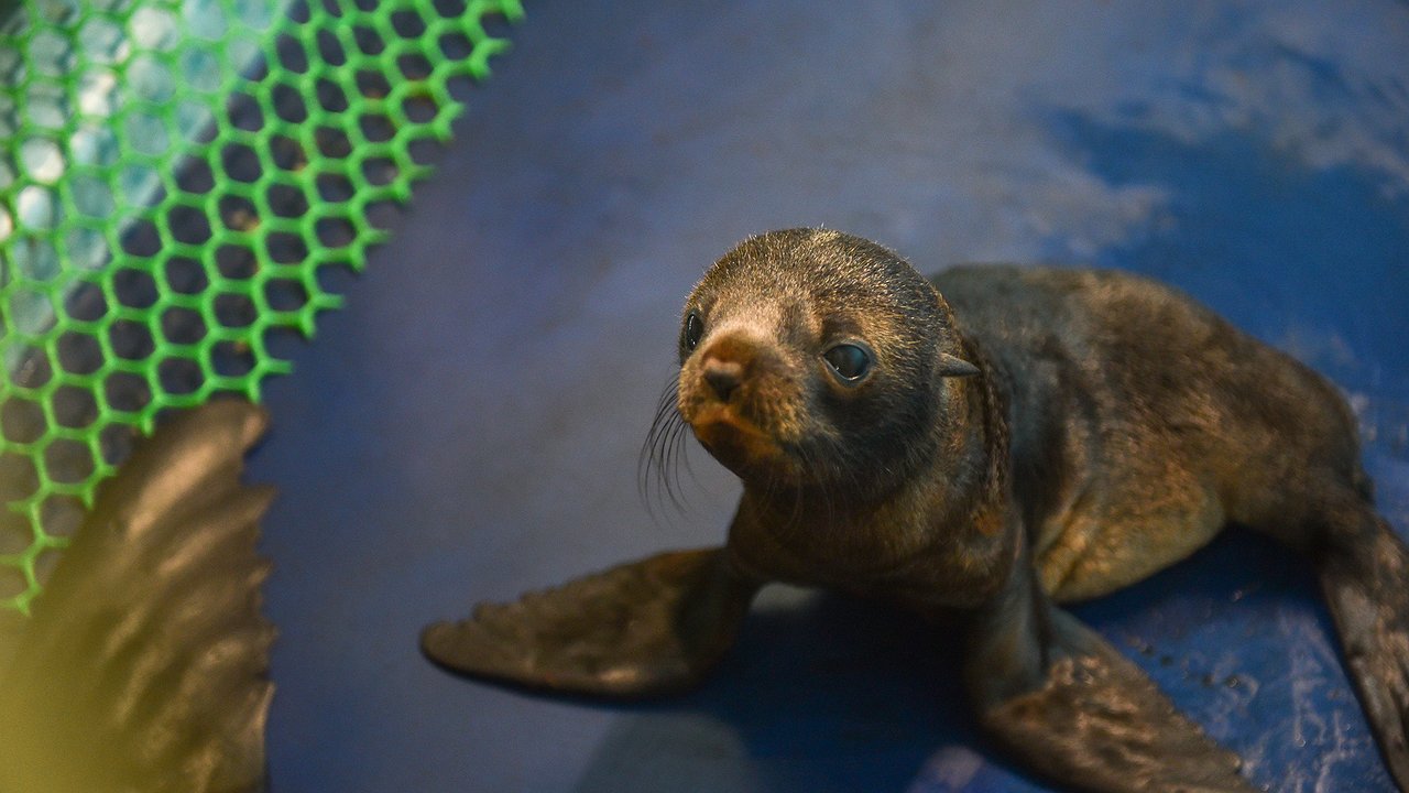 Главная картинка новости: С пополнением! В челнинском дельфинарии родился морской котик