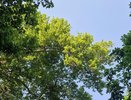 В Татарстане зафиксирован первый случай клещевого энцефалита