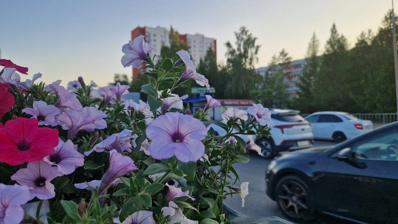 Главная картинка новости: В этом сезоне в Челнах высадят более 1,6 млн цветов