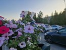 В этом сезоне в Челнах высадят более 1,6 млн цветов