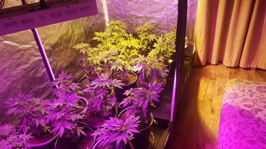 Главная картинка новости: Житель Альметьевска с 68-летней мамой выращивал коноплю прямо у себя в квартире