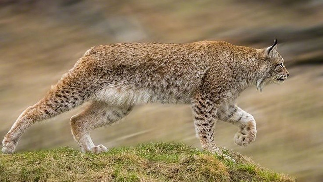 Главная картинка новости: МФЦ Татарстана начал выдачу разрешений на охоту 