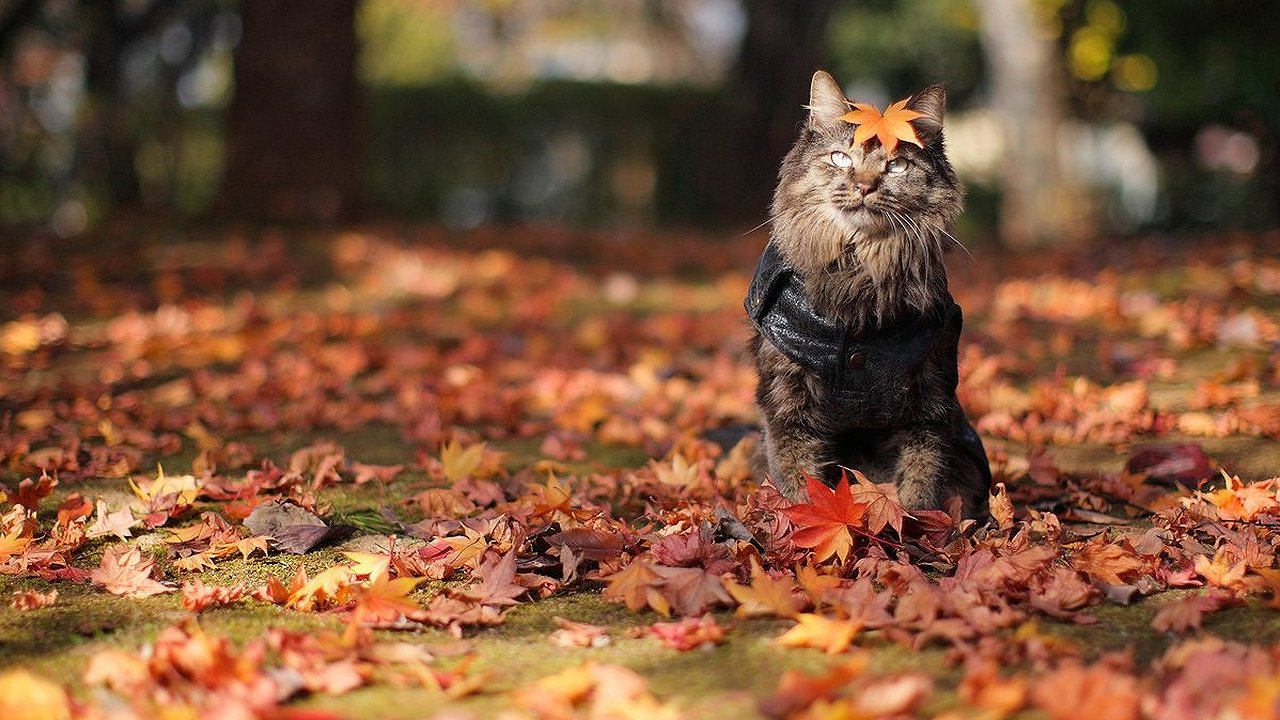 Главная картинка новости: Октябрь будет теплым, по мнению метеорологов