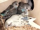Попугаи из Органного зала Челнов нашли новых хозяев