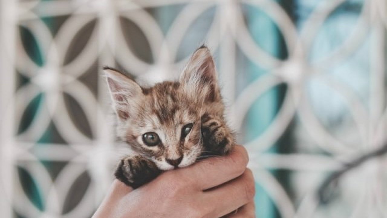 Главная картинка новости: Как это устроено: помощь бездомным животным в Челнах