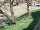 В Челнах просят благоустроить бульвар Камала